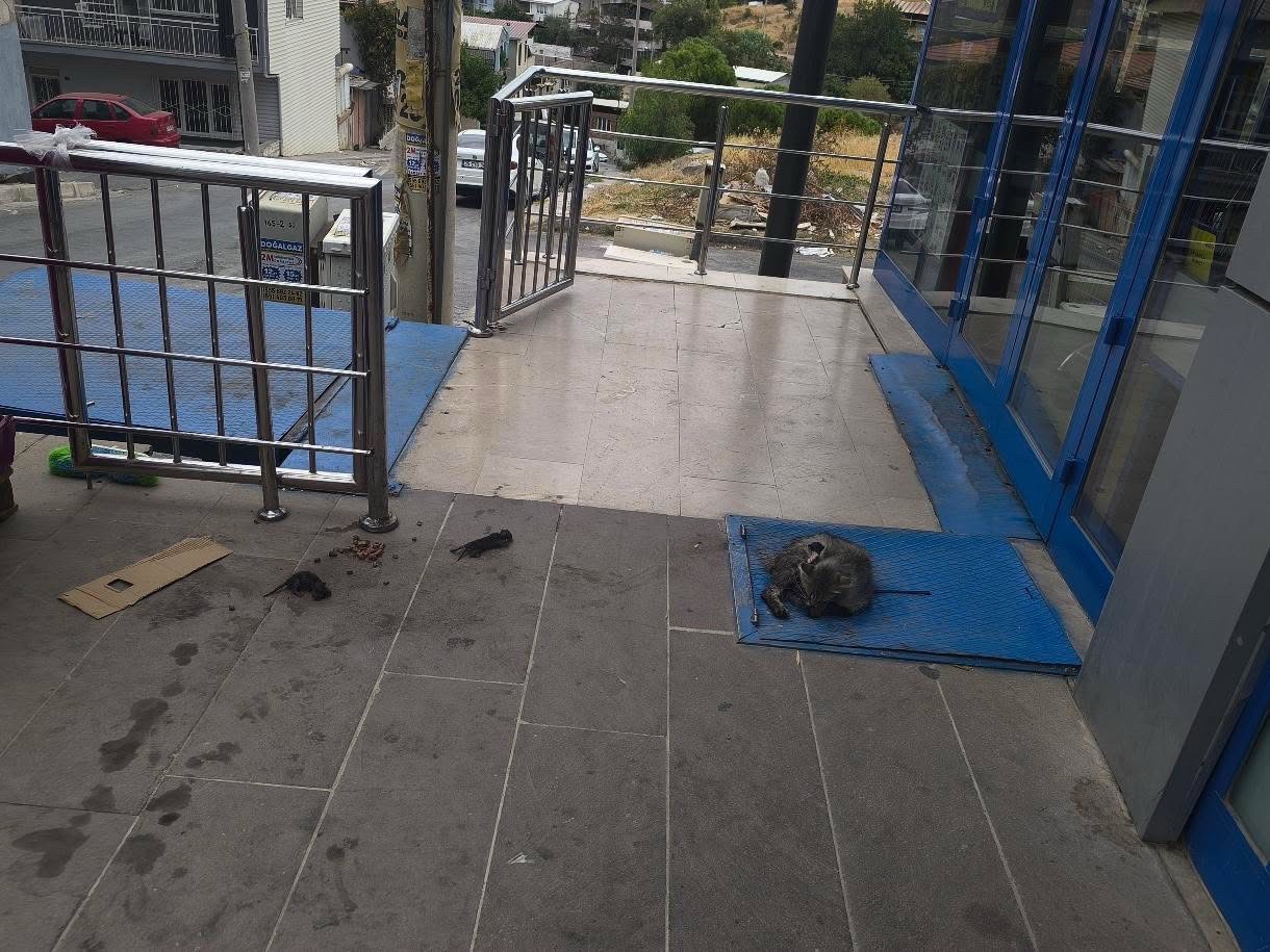 Doğum Yapan Sokak Kedisi İçin Belediyeye Ulaşılamıyor